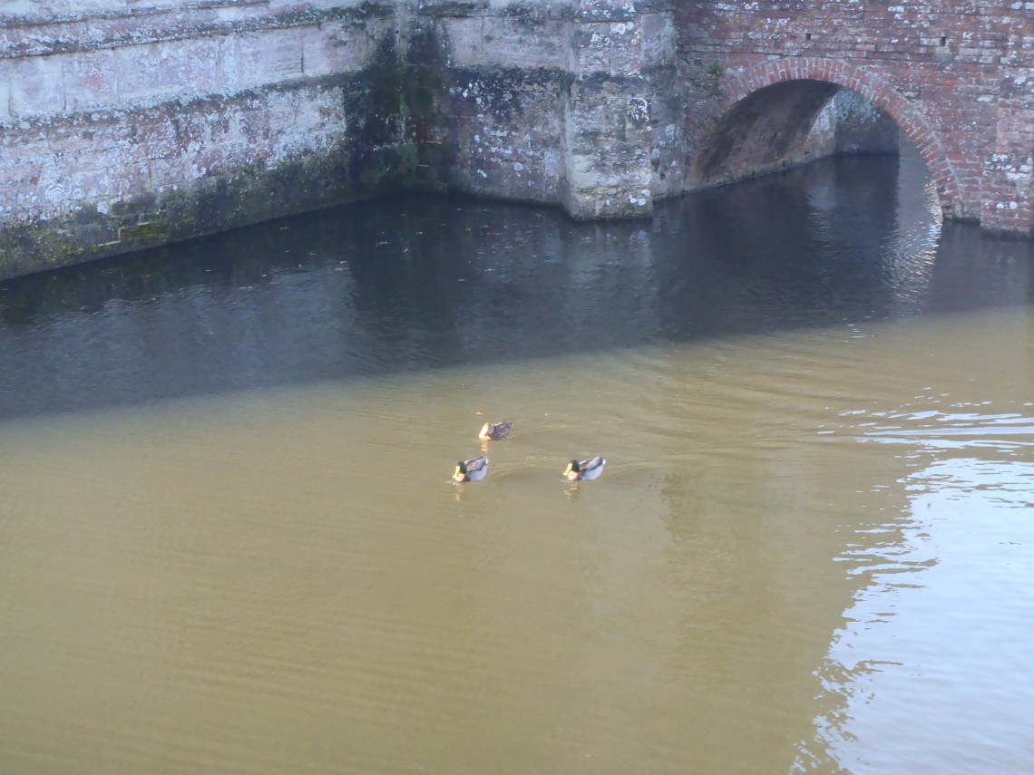 Ducks happily swimming in the moat