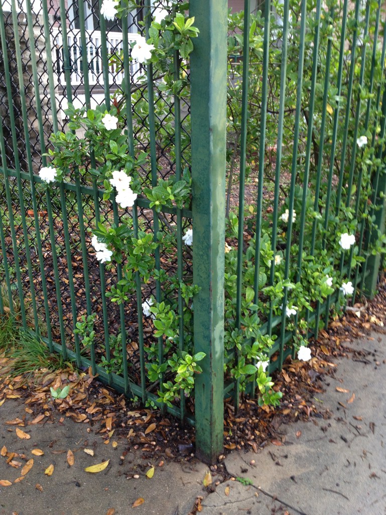 Do you know this plant?