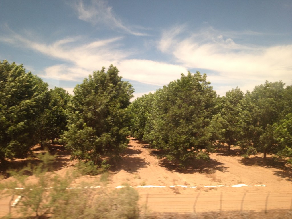 IMG_0735 pecan groves